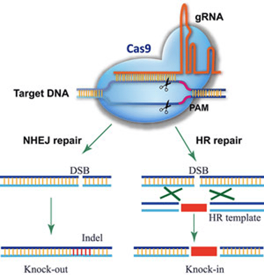 CRISPR-Cas9-1