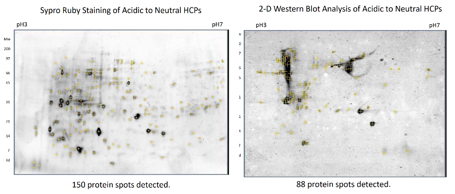 Coverage analysis by 2D gel and spyro ruby(left)/western blot (right) analysis.