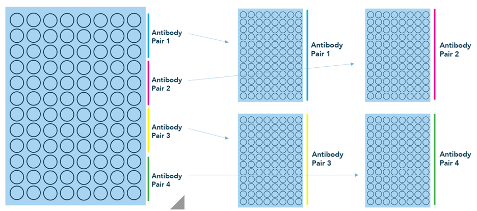 Antibody screening with HCP Select kits. HCP Select kits from Canopy allow the researcher to screen 4 antibody pairs in a single assay. Individual kits for antibody pairs 1, 2, 3, or 4 can then be purchased separately.