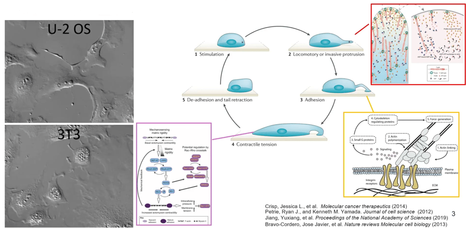 Cell Migration-1