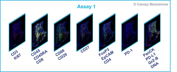 Initial assay with Spatial Immune Profiling Kit