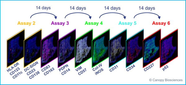 Assay expansion timeline