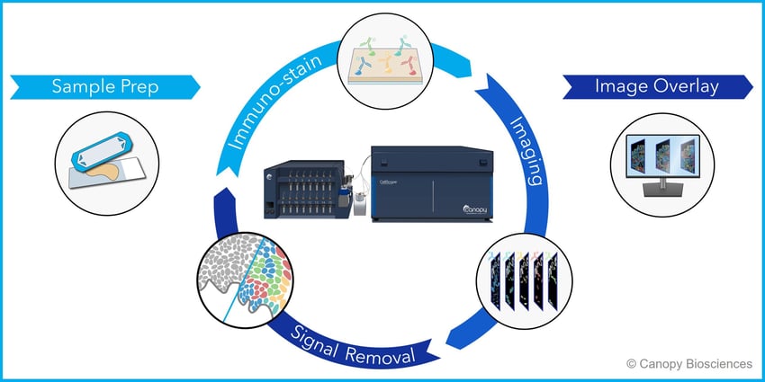 CellScape Precise Spatial Multiplexing workflow