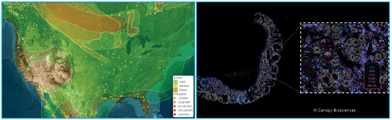 Map of wildfires and smoke in North America and map of immune markers of inflamed colon tissue.