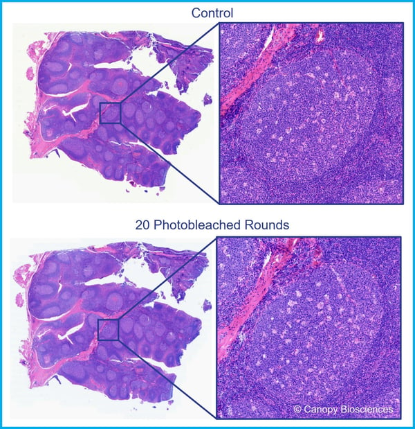 H&E stain before/after photobleaching