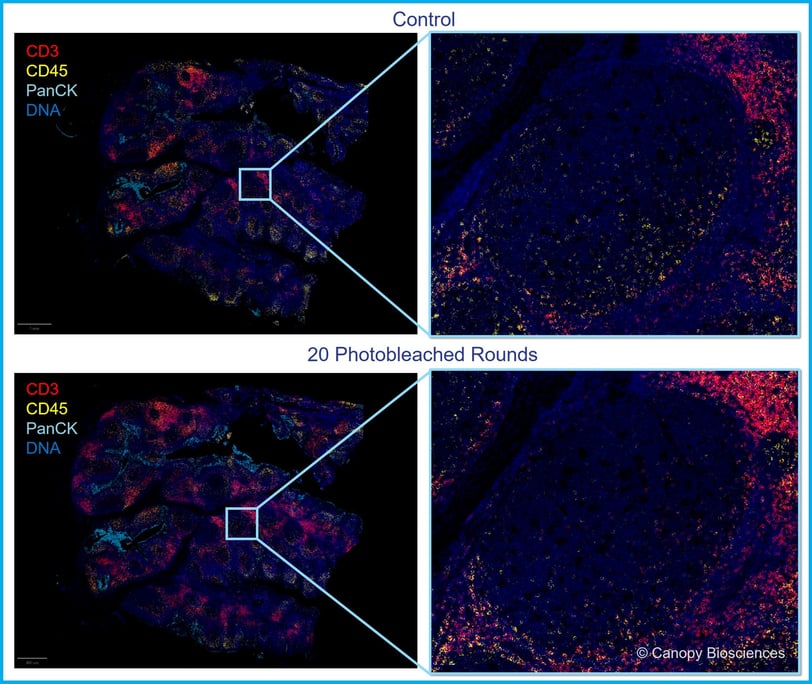 Antibody binding before and after filtered photobleaching