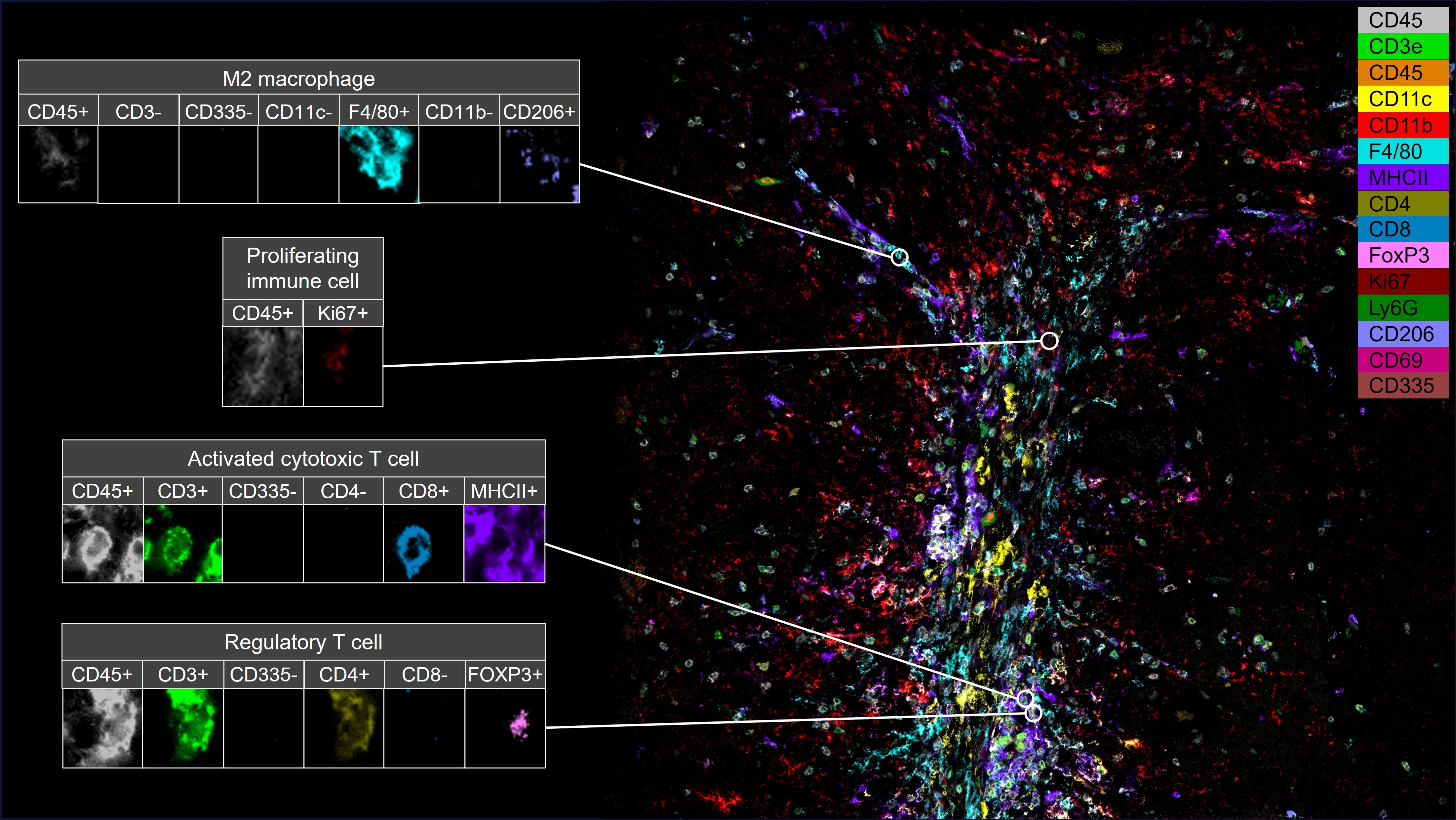 Immune cell phenotyping with CellScape