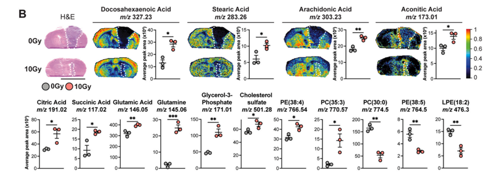 MALDI fatty acid quantification