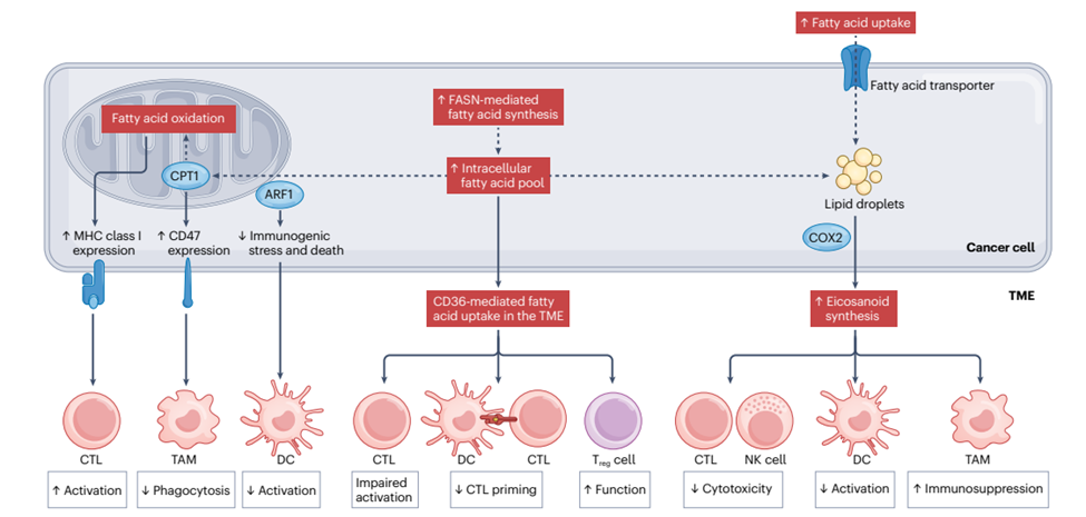 fatty acid and immune cells