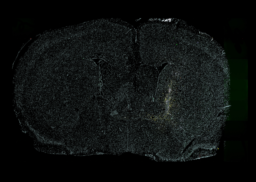 CellScape mouse brain