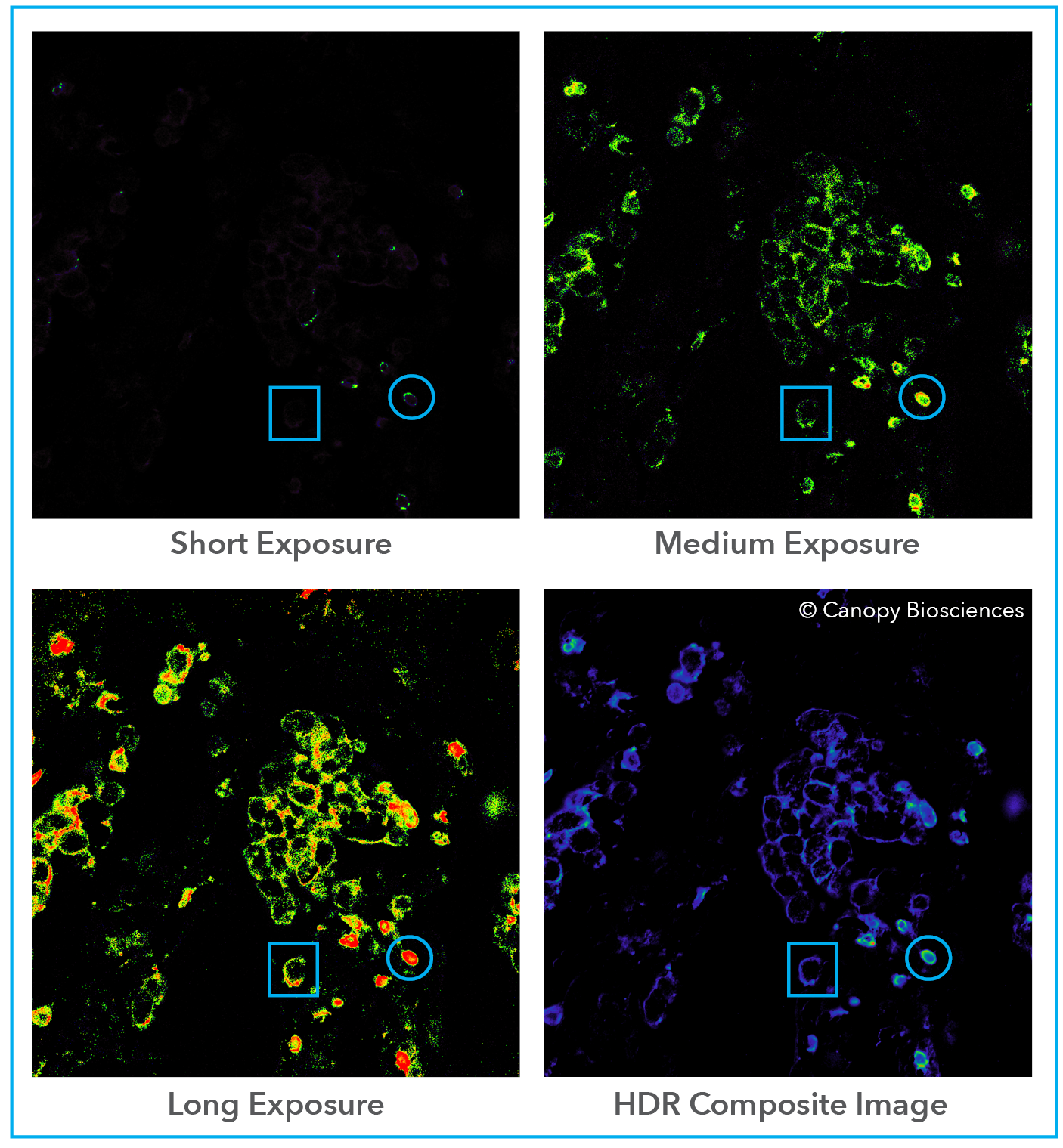 HDR immunofluorescence microscopy image